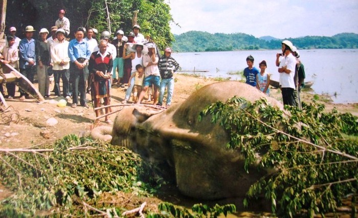 Con voi khổng lồ và rất gắn bó với con người này đã bị giết chết ở huyện Lak, tỉnh Đắk Lắc